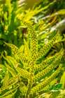 Phymatosorus grossus-Musk Fern Art Print